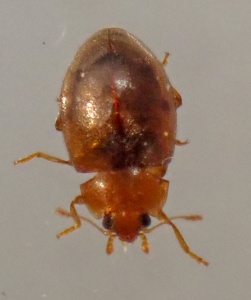 Rhyzobius litura (Meadow ladybird) Kenneth Noble