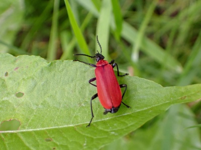 black-headed cardinal beetle (Pyrochroa coccinea) Kenneth Noble