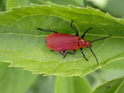 common cardinal beetle (Pyrochroa serraticornis) Kenneth Noble