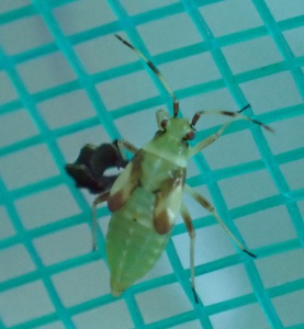 Dryophilocoris (Dryophilocoris) flavoquadrimaculatus (four-spotted plant bug) Kenneth Noble