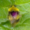 early bumblebee (Bombus pratorum) Kenneth Noble