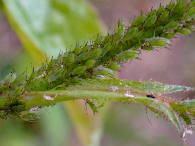 rose aphids (Macrosiphum rosae) Kenneth Noble