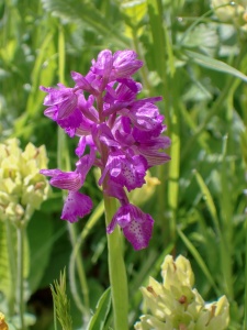 green-winged orchid (Anacamptis morio) Kenneth Noble