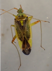 Closterotomus trivialis - Kenneth Noble
