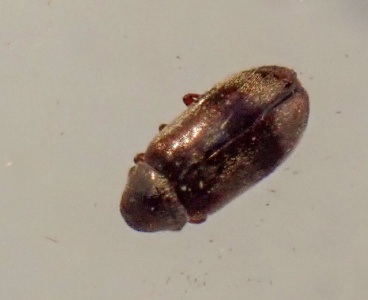 Ochina ptinoides (ivy borer beetle) Kenneth Noble