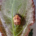 7-spot ladybird pupa (Coccinella septempunctata) Kenneth Noble