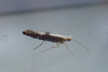 Argyresthia spinosella - Kenneth Noble