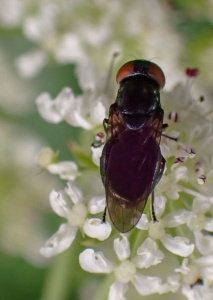 Chrysogaster solstitialis - Kenneth Noble