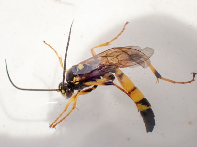 Ichneumon xanthorius Kenneth Noble