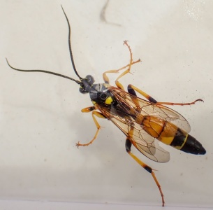 Ichneumon xanthorius Kenneth Noble