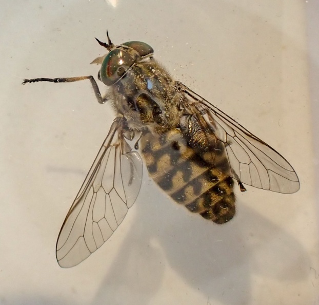 Tabanus bromius ex P6190002_edited.jpg