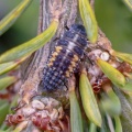 cream-streaked ladybird (Harmonia quadripunctata) Kenneth Noble