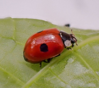 2-spot ladybird (Adalia bipunctata) Kenneth Noble