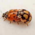 10-spot ladybird (Adalia decempunctata) Kenneth Noble