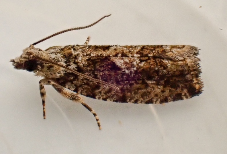 Surrey, July 2023 Zeiraphera isertana ex P6290113_edited.jpg