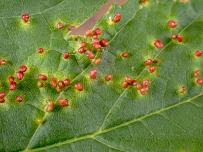 Aceria cephalonea - Kenneth Noble