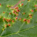 Aceria cephalonea - Kenneth Noble