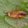 Plagiognathus arbustorum - Kenneth Noble