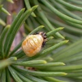 cream-streaked ladybird prob. (Harmonia quadripunctata) Kenneth Noble