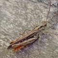 field grasshopper (Chorthippus brunneus) Kenneth Noble