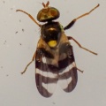 Urophora quadrifasciata (Four-barred Knapweed Gall Fly) Kenneth Noble