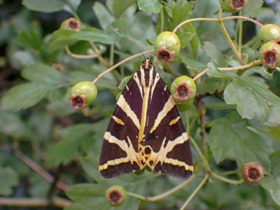 Jersey Tiger (Euplagia quadripunctaria) Kenneth Noble