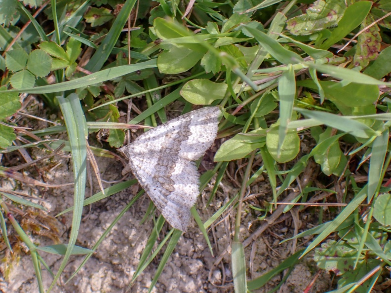 chalk carpet ex P8110893_edited.jpg