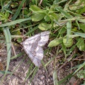 chalk carpet (Scotopteryx bipunctaria) Kenneth Noble