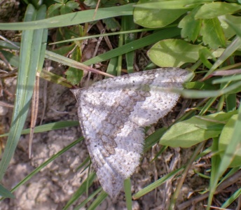 chalk carpet (Scotopteryx bipunctaria) Kenneth Noble