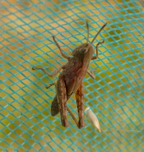 rufous grasshopper (Gomphocerippus rufus) Kenneth Noble