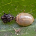 10-spot ladybird (Adalia decempunctata) Kenneth Noble