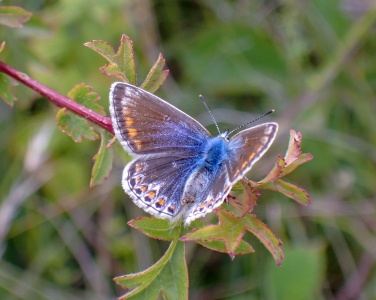 common blue (Polyommatus icarus) Kenneth Noble