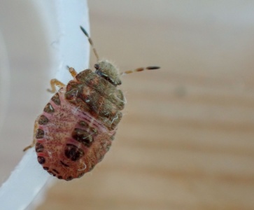 hairy shieldbug (Dolycoris baccarum) Kenneth Noble