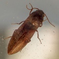 Agriotes (click-beetle) Kenneth Noble