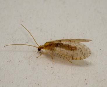 brown lacewing - Kenneth Noble