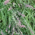 red bartsia (Odontites vernus) Kenneth Noble