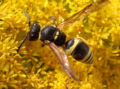 Ancistrocerus sp.  - Kenneth Noble