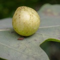 Cherry gall wasp (Cynips quercusfolii) Kenneth Noble
