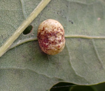 Cherry gall wasp (Cynips quercusfolii) Kenneth Noble