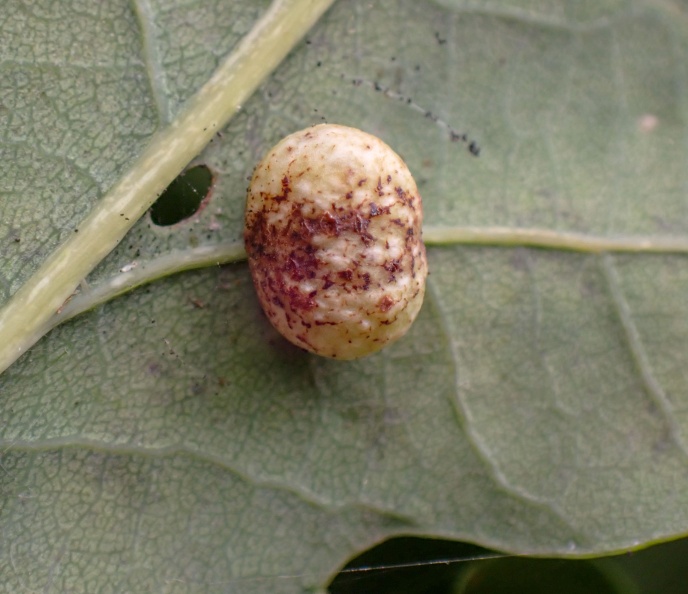 Cynips quercusfolii P8261413_edited.jpg