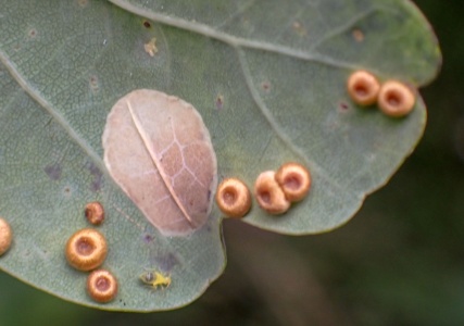 Silk button gall wasp (Neuroterus numismalis) Kenneth Noble