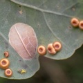 Silk button gall wasp (Neuroterus numismalis) Kenneth Noble