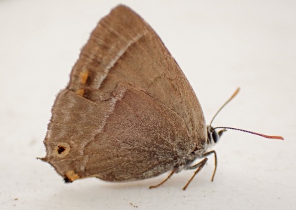 purple hairstreak (Favonius quercus) Kenneth Noble