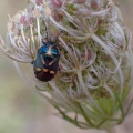 Brassica shieldbug (Eurydema oleracea) Kenneth Noble