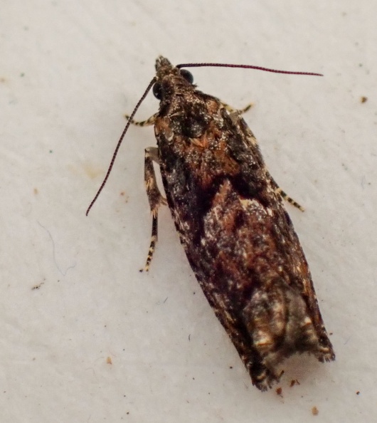 Epinotia immundana P8281507_edited.jpg