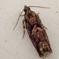 Epinotia immundana - Kenneth Noble