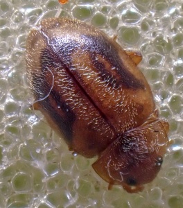 Rhyzobius chrysomeloides - Kenneth Noble