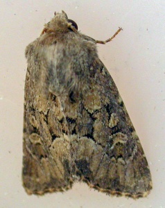 flounced rustic ( Luperina testacea) Kenneth Noble