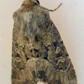 flounced rustic ( Luperina testacea) Kenneth Noble
