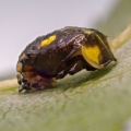 Orange ladybird (Halyzia sedecimguttata) Kenneth Noble